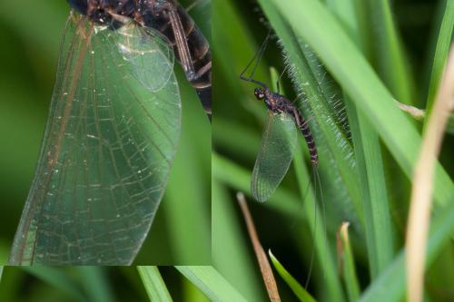 Habroleptoides confusa